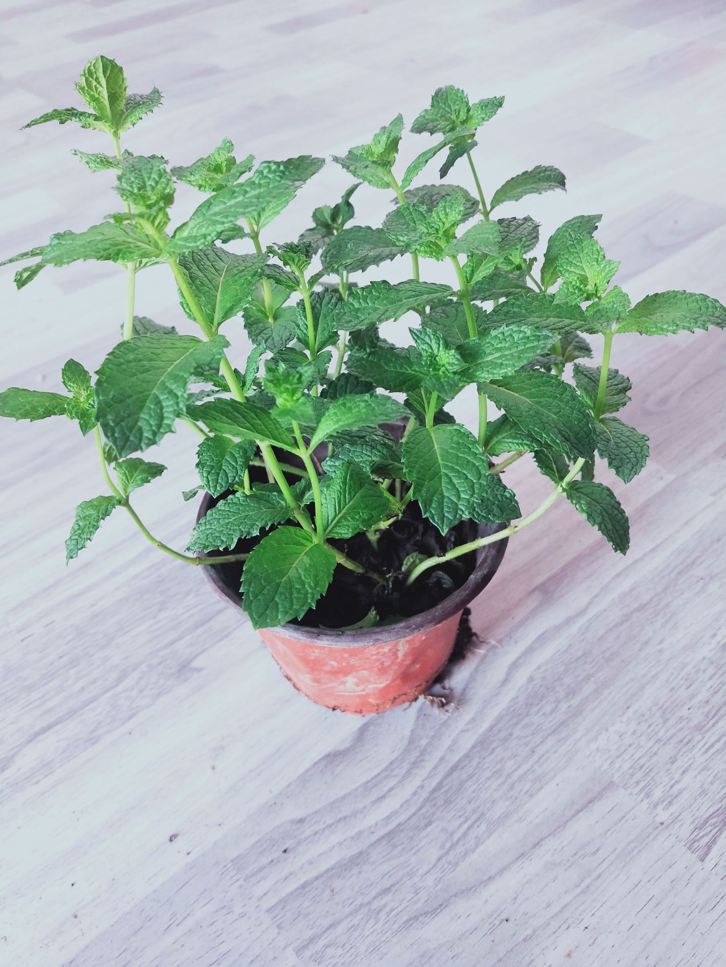 甜薄荷柠檬薄荷 盆栽客厅阳台办公室植物绿化苗室内盆栽苗子