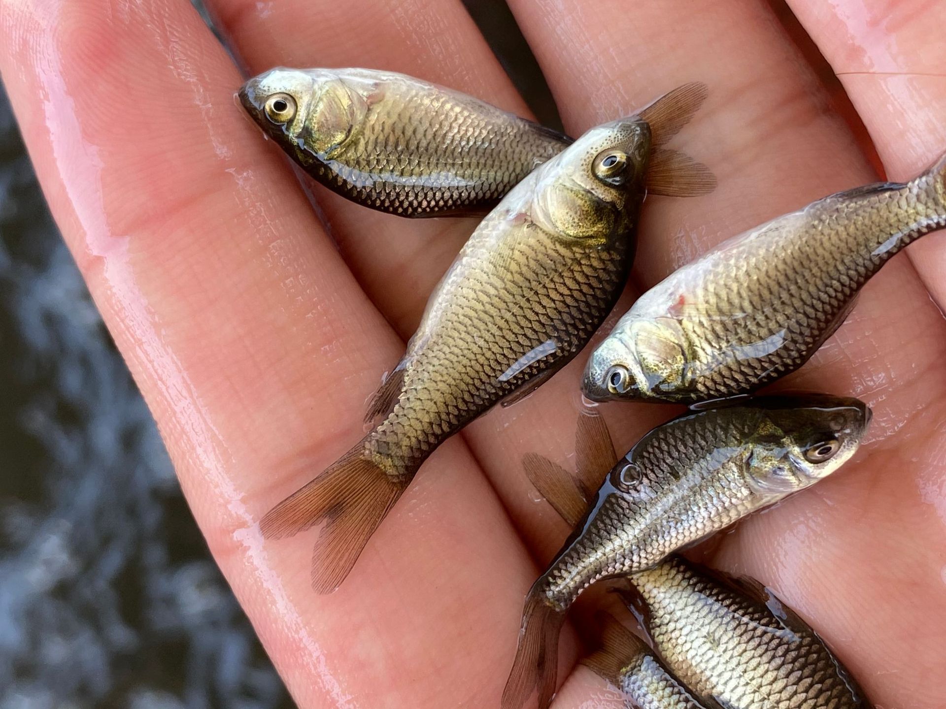 湘云鲫鱼苗基地直供 正宗湘云鲫鱼苗 3-4cm工程鲫鱼苗 全国运输