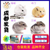 Hamsters wholesale Purple positions Three line Silver fox Pudding mouse Pearl Bear Living creatures Flowers positions tea with milk Claus mother-in-law Baby rat Hamsters wholesale Purple positions Three line Silver fox Pudding mouse Pearl Bear Living creatures Flowers positions tea with milk Claus mother-in-law Baby rat
