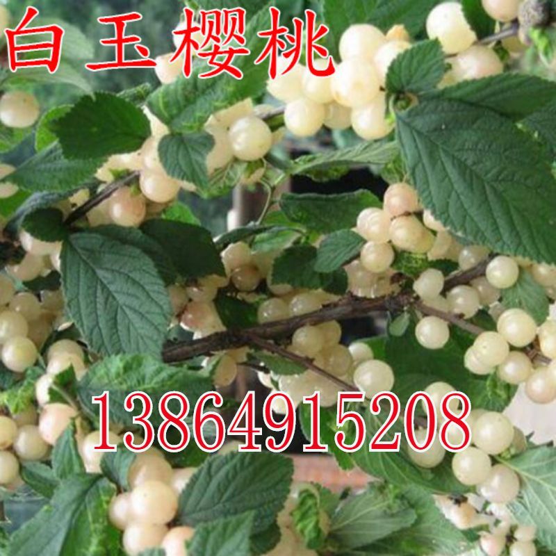 美国白玉樱桃 白珍珠樱桃苗 嫁接樱桃树苗南北方种植当年结果包邮