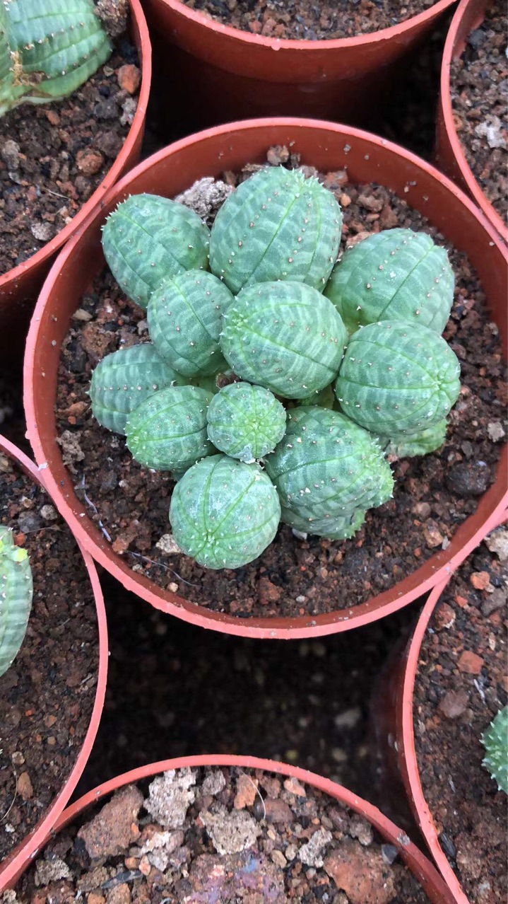 自根仙人球布纹球多肉植物小盆栽仙人掌多头仙人球小精品