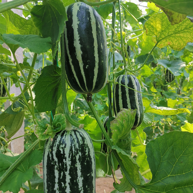 花皮芝麻酥甜瓜种子芝麻蜜种籽薄皮甜度高冰糖子羊角蜜香瓜种孑
