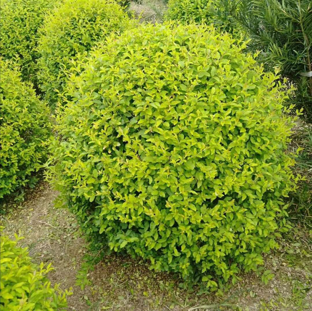 基地长期批发金冠女贞球,价格实惠湖南桂花树造型罗汉松红叶石楠
