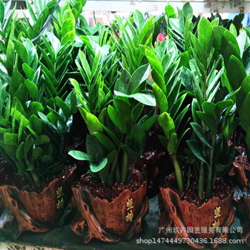 拼搏金钱树精品盆栽组盆精品办公室居家小盆栽-阿里巴巴