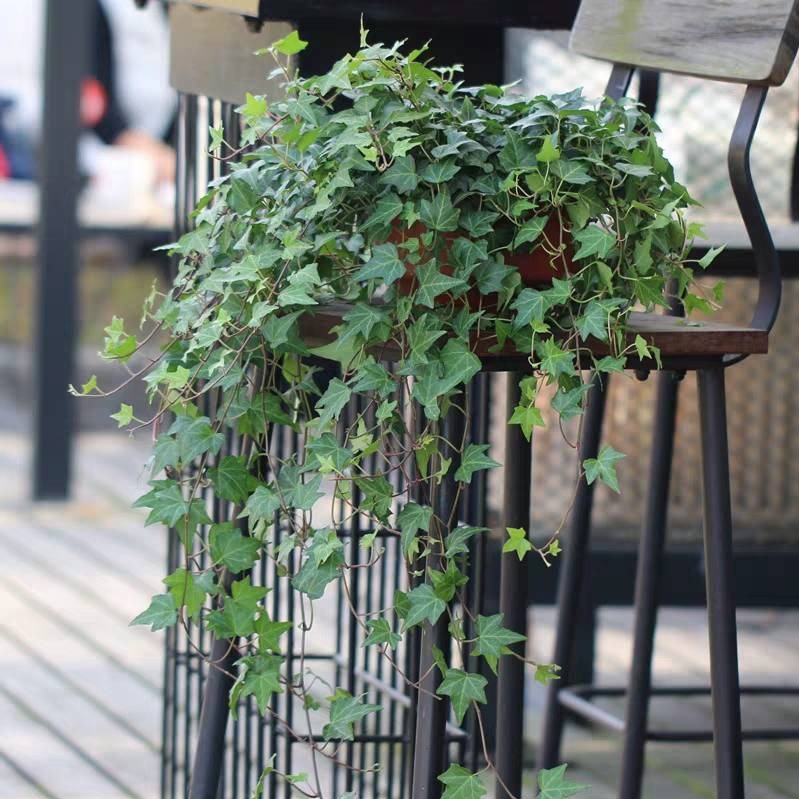 常春藤盆栽垂吊兰净化吸甲醛室内阳台爬藤长青藤蔓悬挂水培绿植物