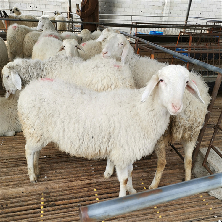 小尾寒羊羊羔批发 小尾寒羊杜波肉羊苗 长久牧业 养殖基地