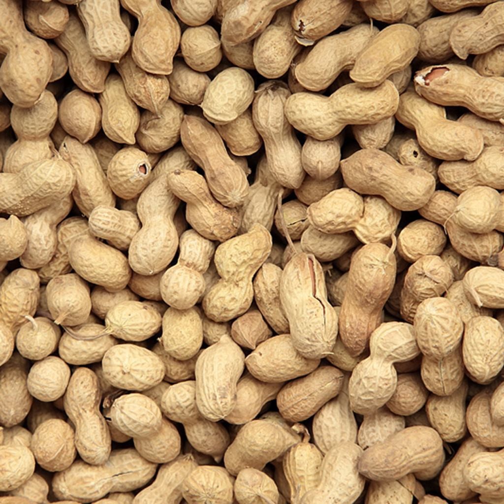 2020年新货散装生花生小籽小日本小珍珠花生带壳农产品花生批发