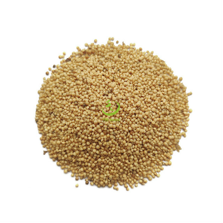 产地直发批发零售尾穗苋园林绿化观赏花卉种子