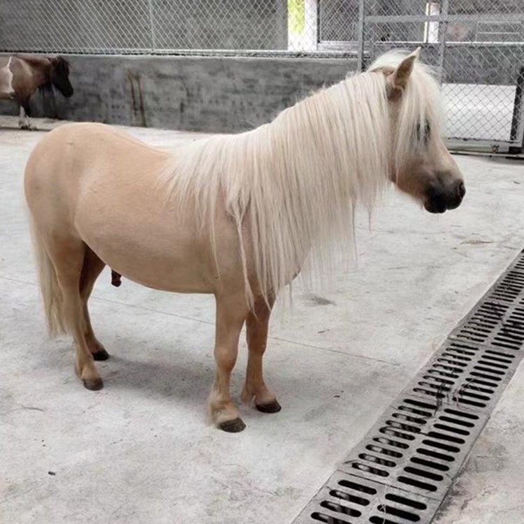 萌宠可爱的宠物马活马真马训好的温血马 俱乐部教