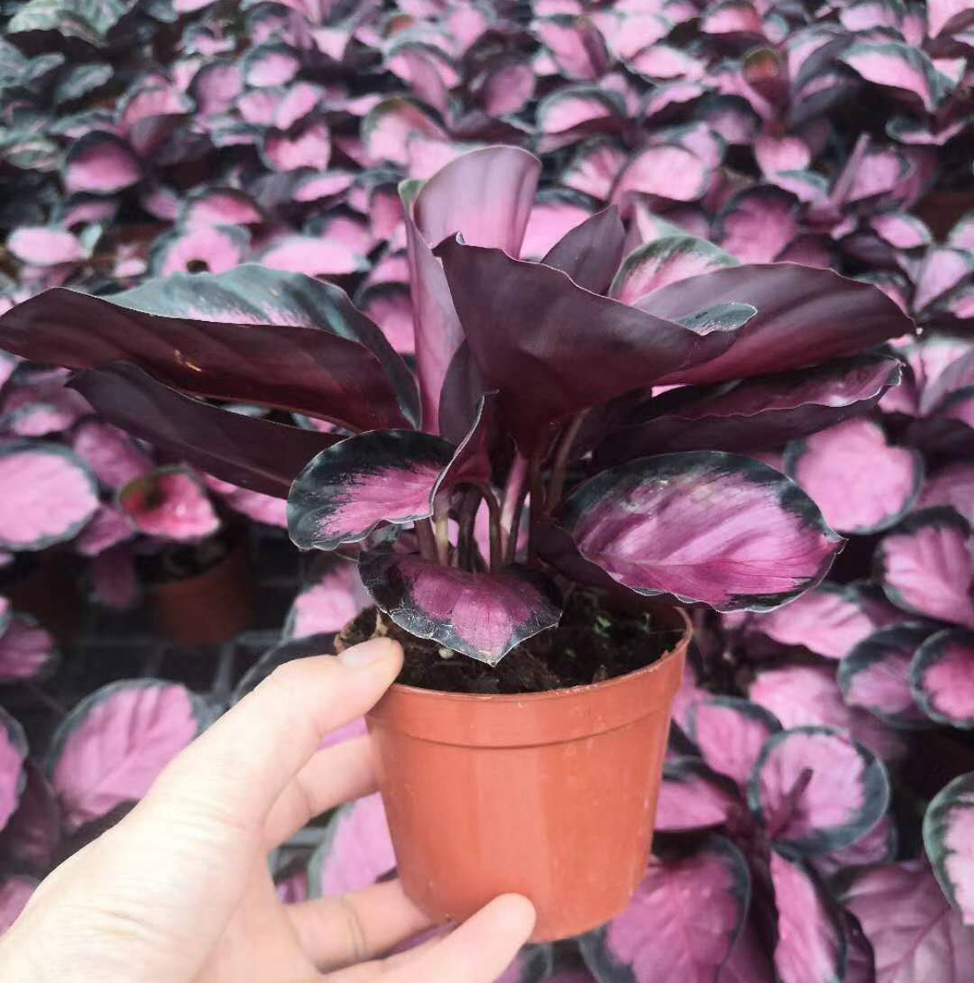 基地直供 观叶植物花卉盆栽 居家花卉植物盆栽 110#彩美丽竹芋