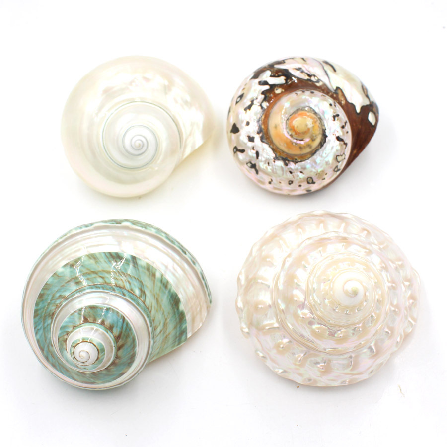 南非绿螺蝾螺台湾钟螺鱼缸水族箱饰品景区装饰跨境外贸新品