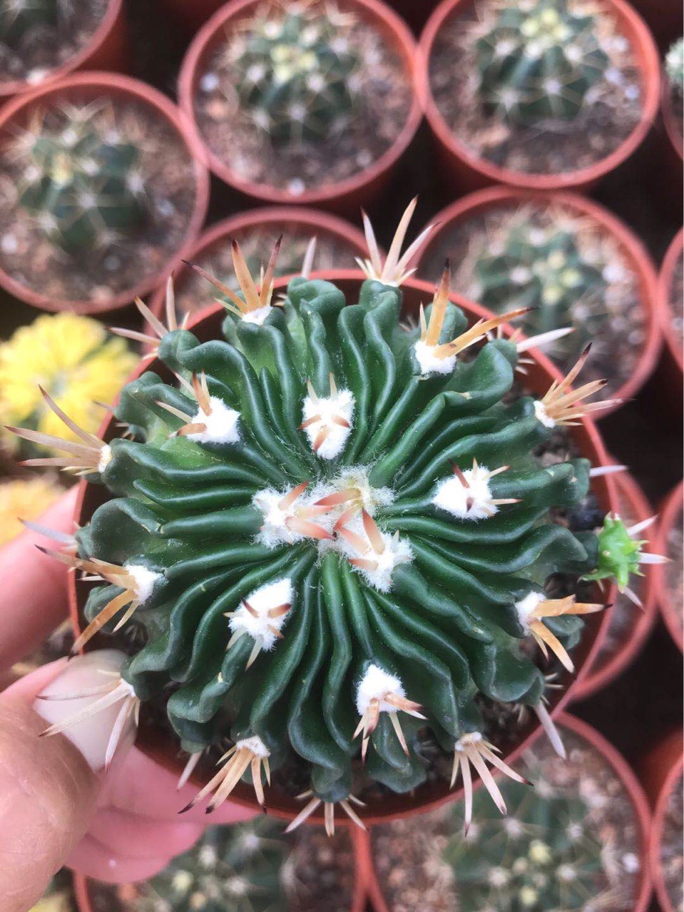 多棱玉千波万波仙人球多肉植物落地室内盆栽