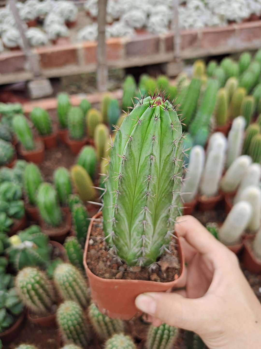 雷神阁仙人柱品种 观赏盆栽盆栽-阿里巴巴