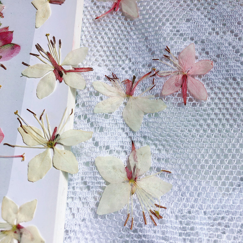 山桃草 蝴蝶花桃花干花压花标本diy相框美甲脸部贴花火漆印章材料