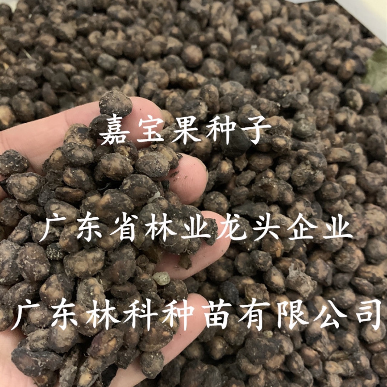 沙巴嘉宝果种子树葡萄种籽嘉宝果种籽早生树葡萄苗种子名贵果树种