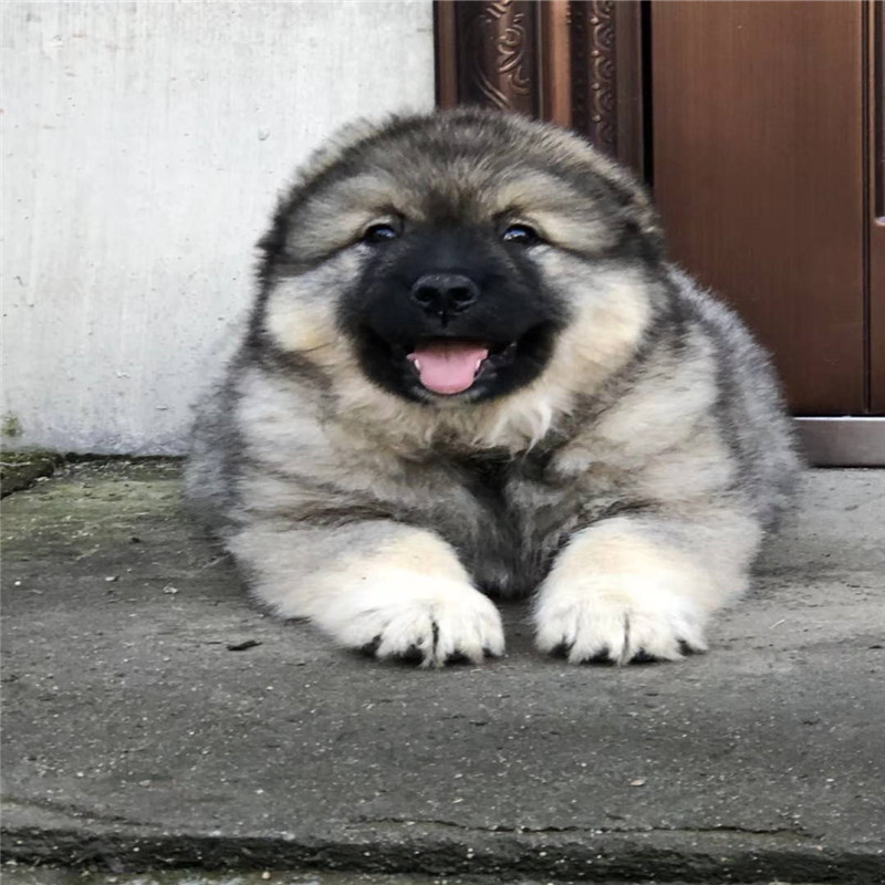 高加索犬高加索犬