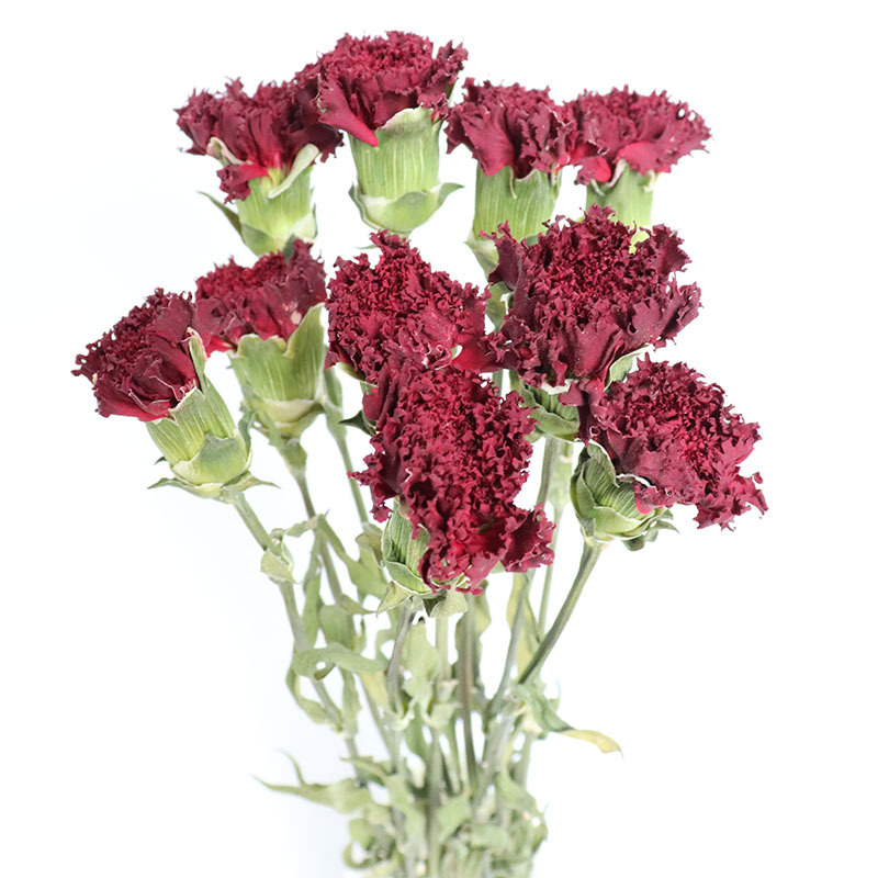 定制云南康乃馨干花 母亲节圣诞节礼物干花花束 康乃馨花束批发
