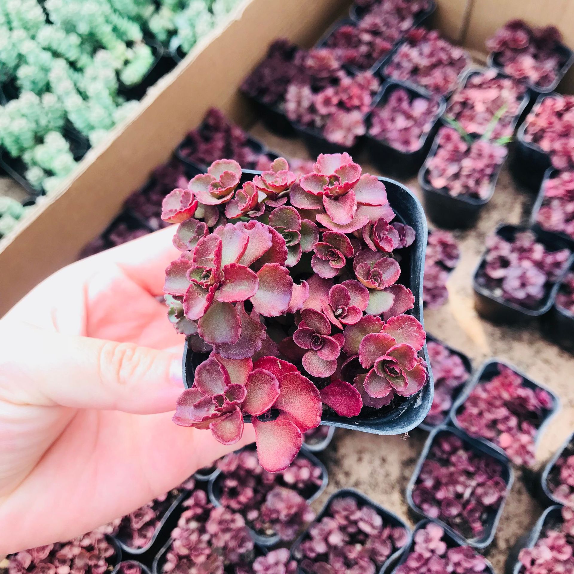 大棚批发多肉植物 室内办公桌面小球玫瑰 新手易养易活多肉批发