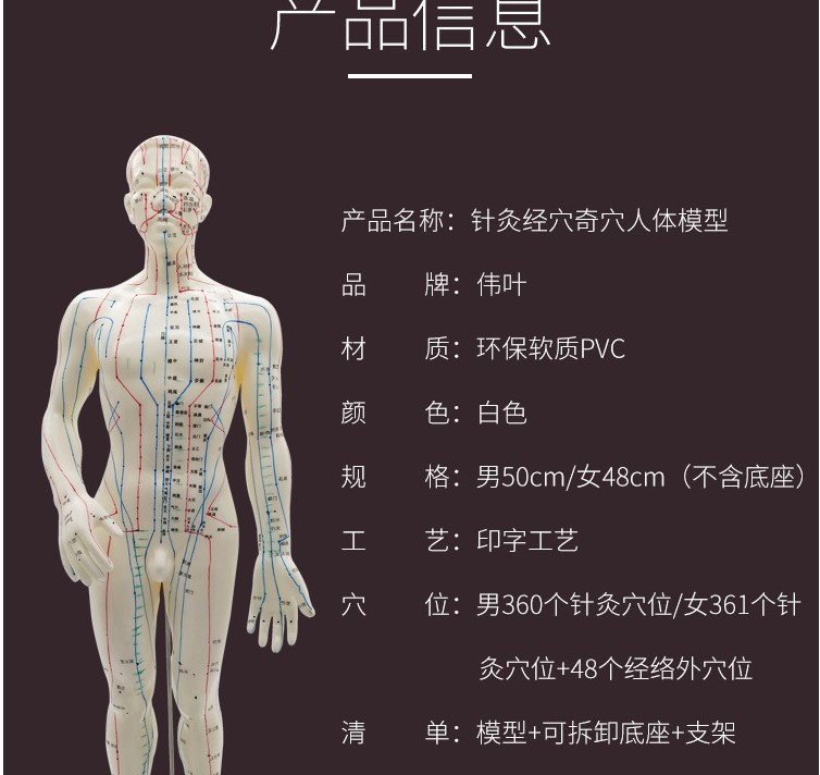 伟叶/新成牌针灸人体经络模型专业针灸人体穴位模型男