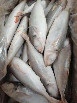 红尾巴浪鱼 深海巴浪鱼 厂家批发