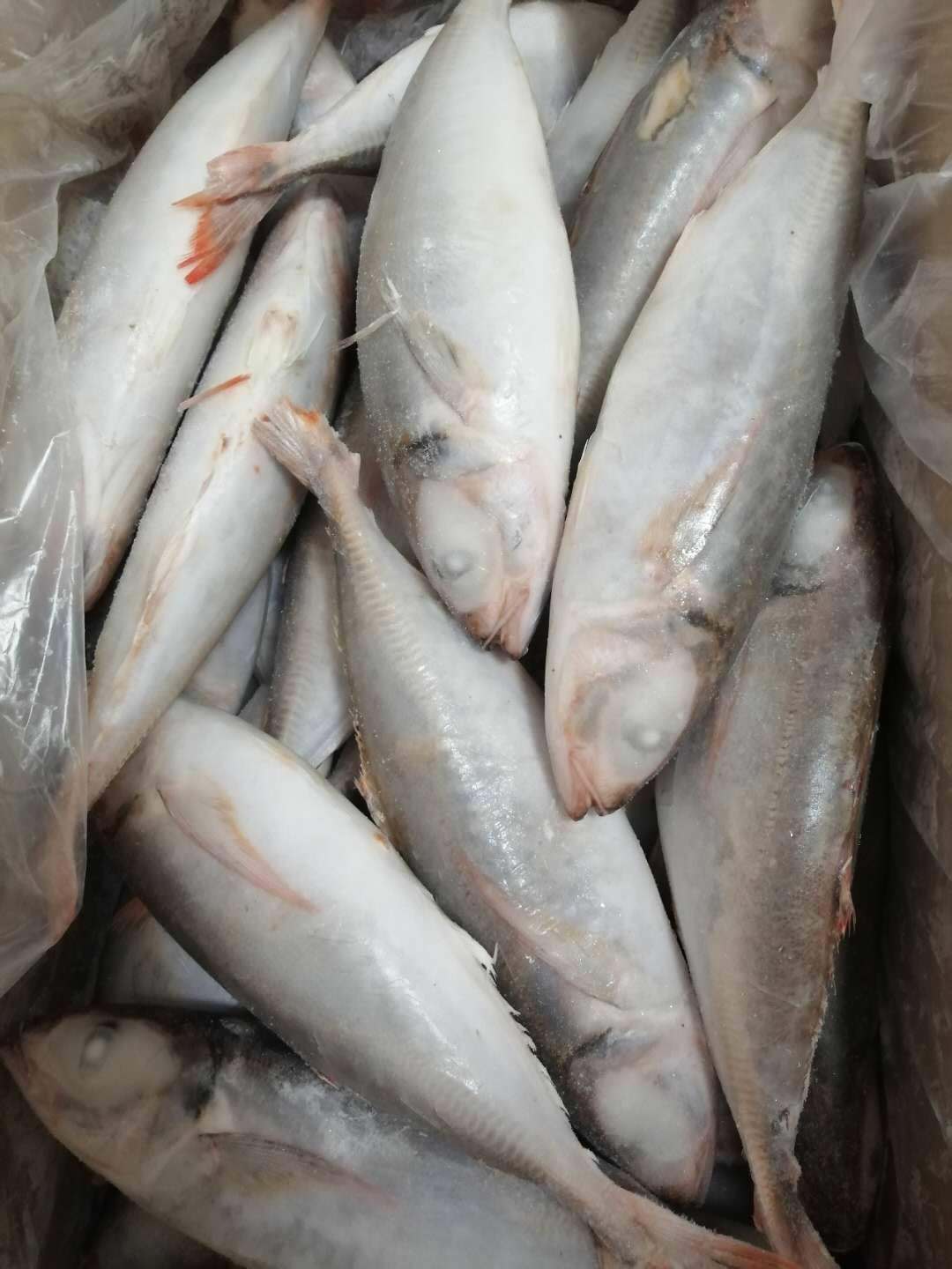 红尾巴浪鱼 深海巴浪鱼