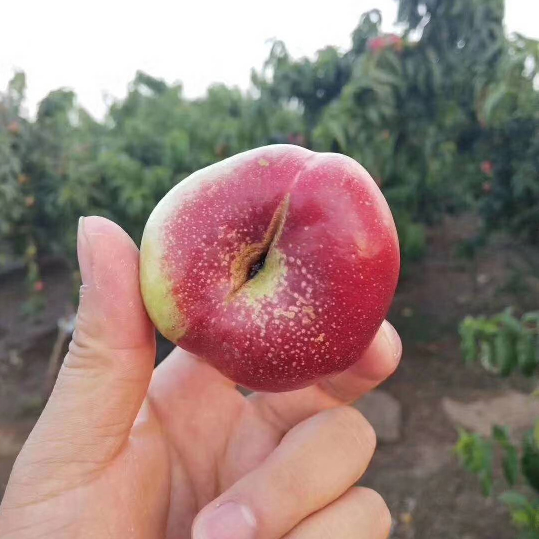 蟠桃现摘纽扣蟠桃新鲜小油蟠桃孕妇应季水果脆甜软桃子5斤代发