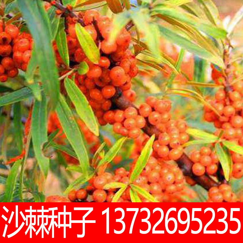 大果沙棘种子