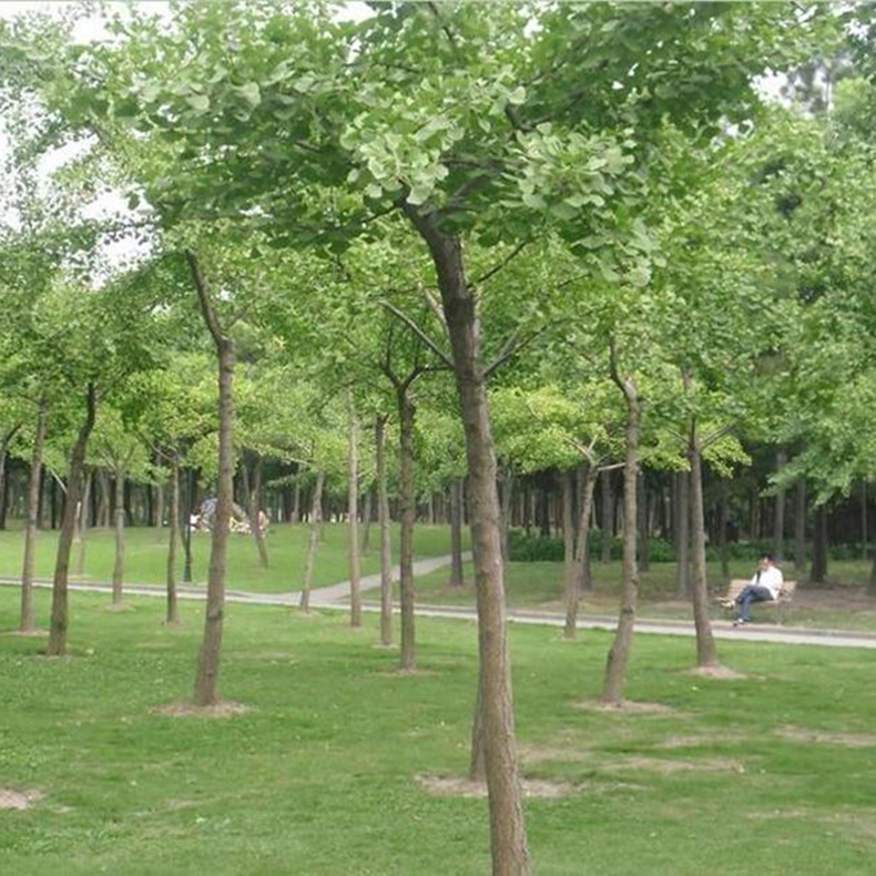 银杏树活苗大树小苗庭院盆栽老桩盆景金叶大树苗别墅大型四季种植