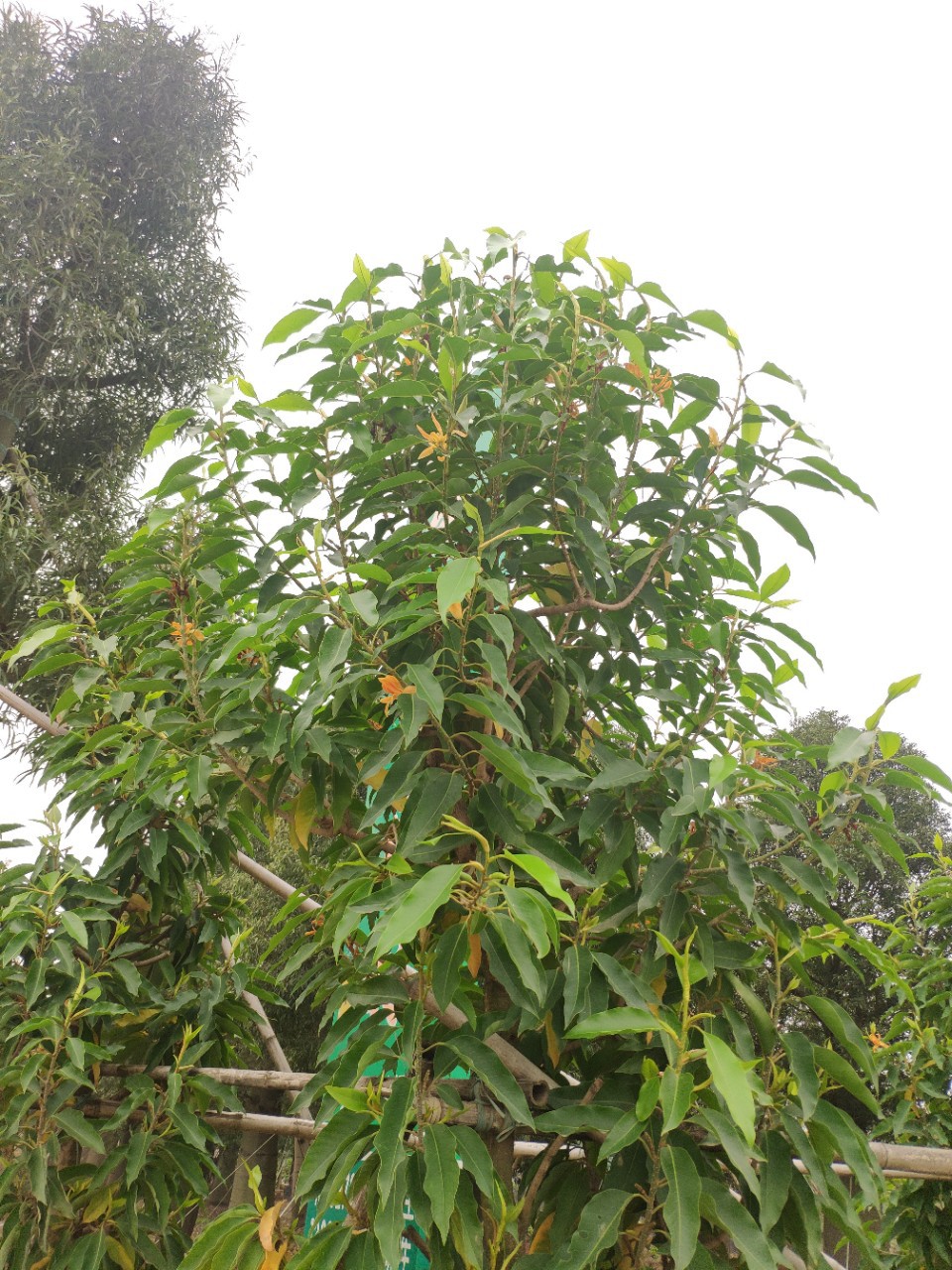 203供应 4-6cm 黄兰花 黄兰树 袋苗 容器苗 园林绿化乔木