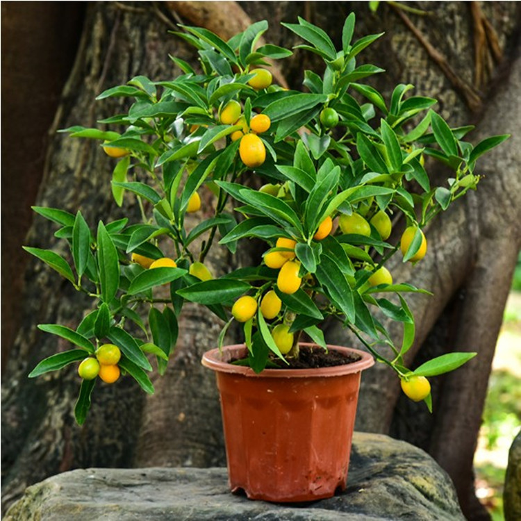 阳台盆栽植物四季