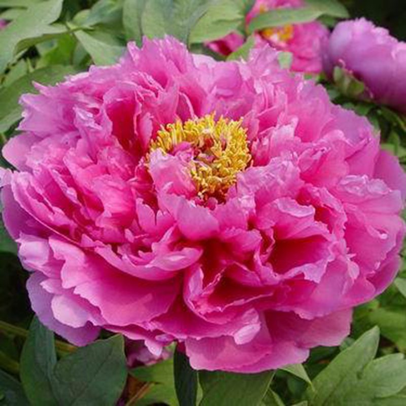 牡丹种子四季播秋季夏季盆栽药用观赏牡丹花种子油用牡丹种孑