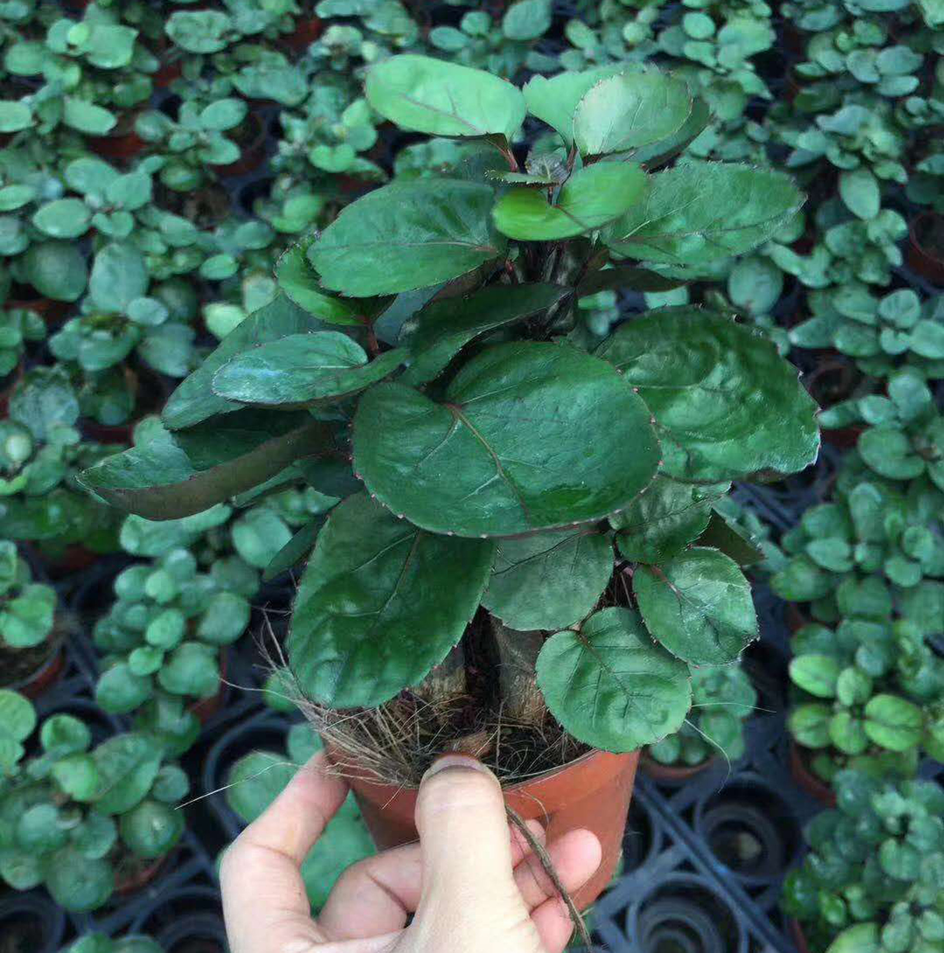 基地直供观叶盆栽花卉植物净化空气绿植居家花卉盆栽110福禄桐