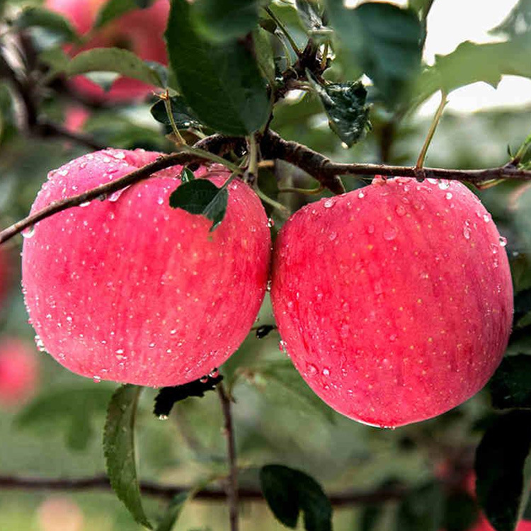 现货陕西洛川高原红富士新鲜苹果 脆甜多汁新鲜水果 带箱10斤批发