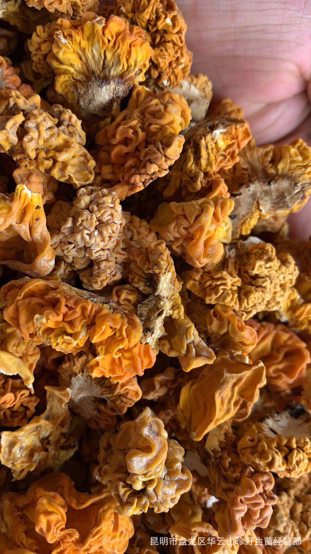 2020新货云南金耳脑耳 黄木耳批发食用菌干货大金耳走量批发可oem