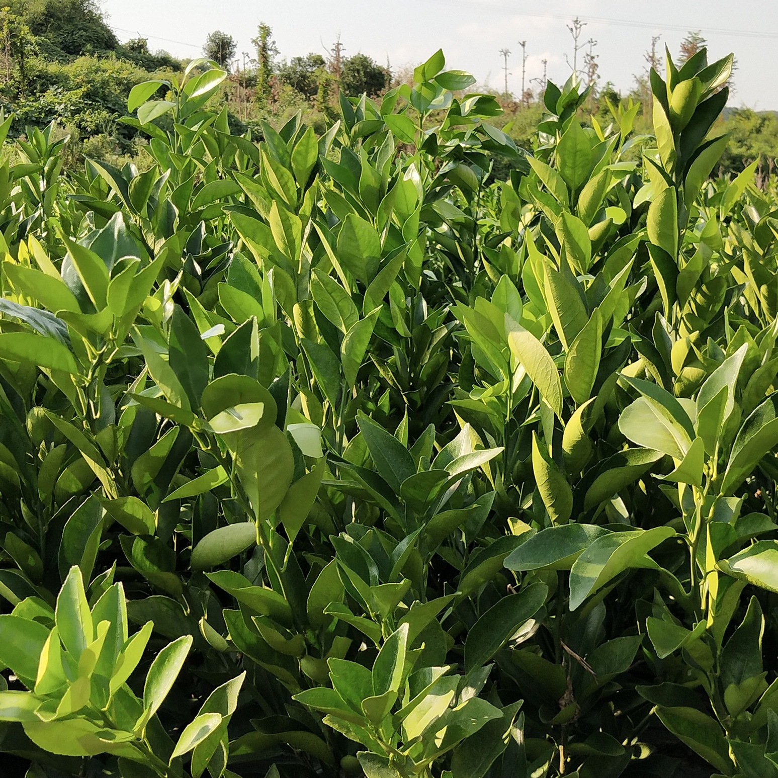 基地柑橘丑桔苗批发 嫁接丑橘南瓜橘树苗 丑八怪橘子蜜桔树苗