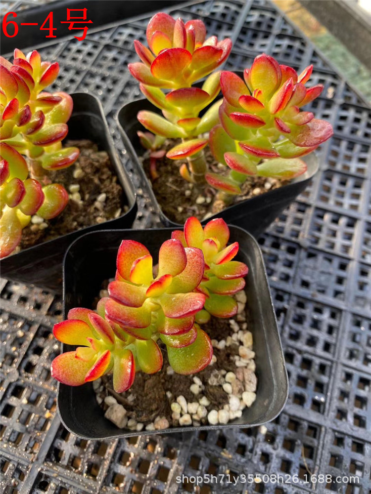 069大棚限量批发多肉植物 金边玉树小桩盆9cm多肉品种 状态