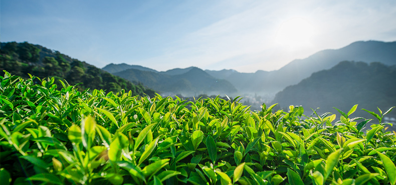 佰宇现货 澳洲茶树纯露1kg 化妆品护肤蒸馏原液 互生叶白千层叶水