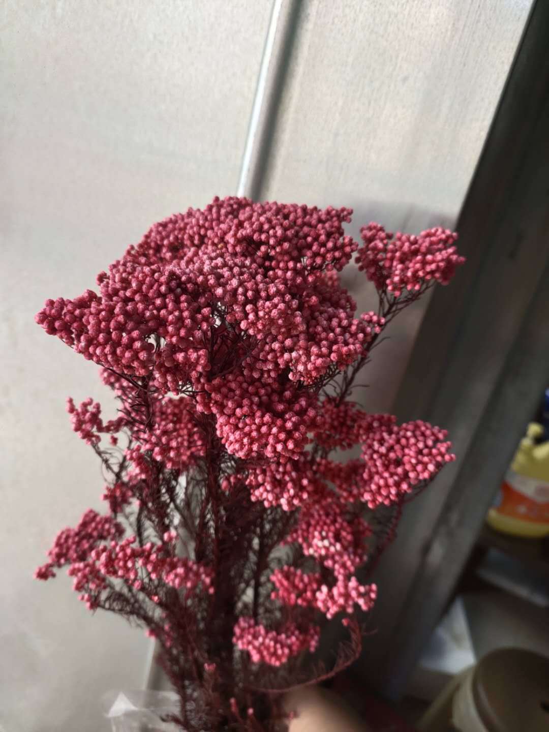 【米花】天然永生干花 永生花花材 永生花米花