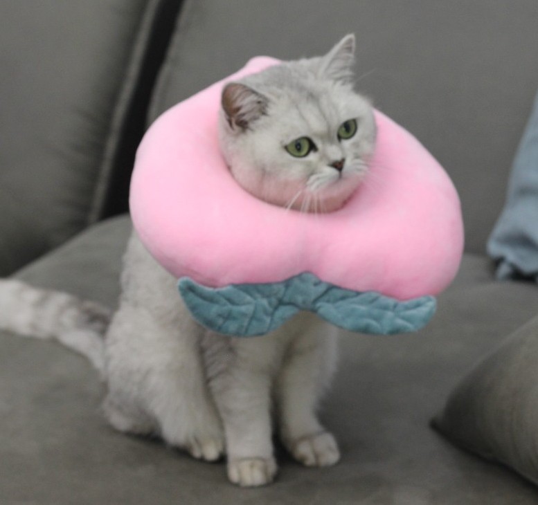 宠物伊丽莎白圈英短猫水蜜桃头套猫狗绝育防舔泰迪比熊法斗耻辱圈