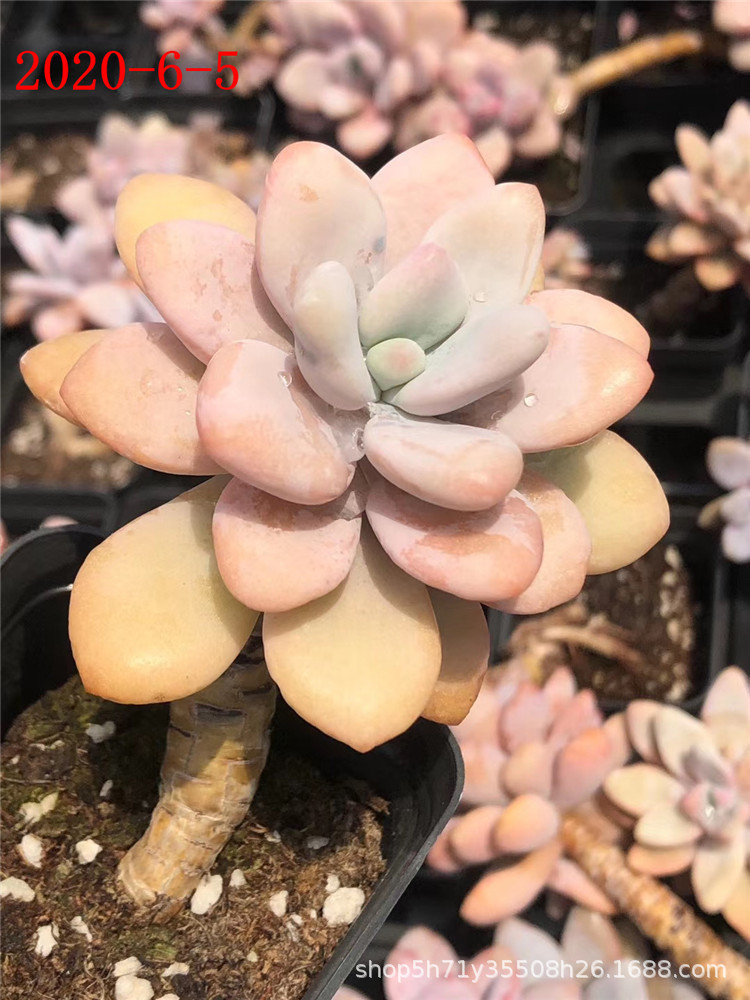 094山东多肉植物基地批发 大号粉兔10cm左右老桩多肉贵货品种