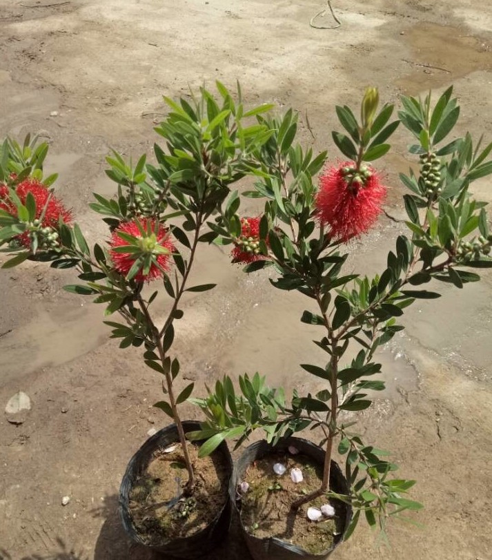 多花红千层盆栽红千层苗 金宝树苗 垂枝红千层 澳洲红千层串钱柳