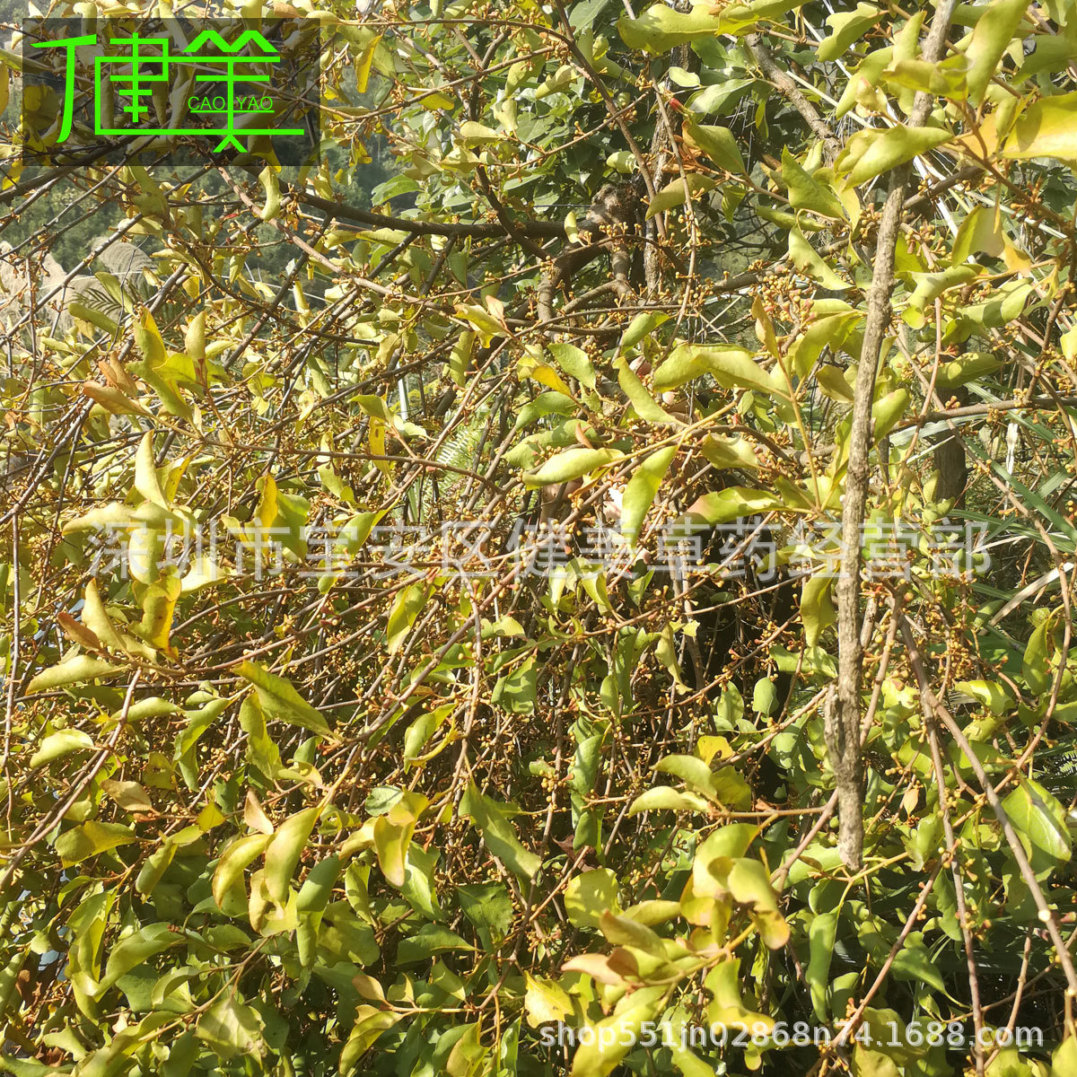 健美野生樟树寄生香樟木樟乌樟芳樟番樟樟木寄生茶干品中草药