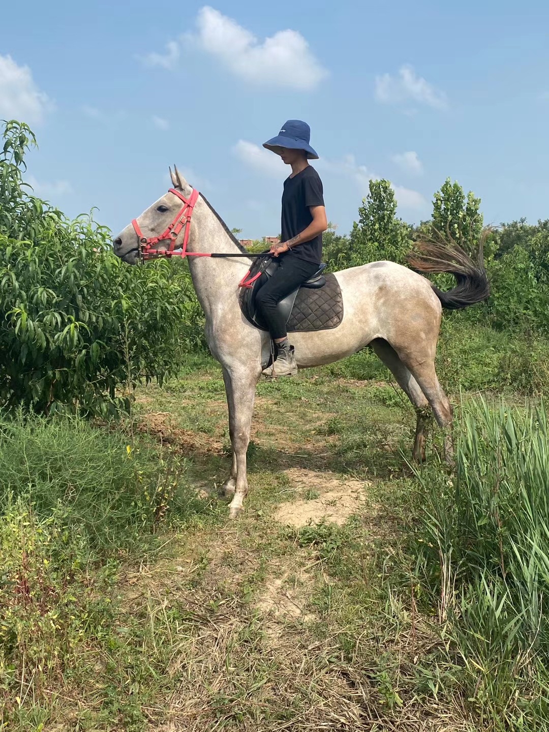 山西大同半血马哪里有卖的 耐力蒙古马多少钱一匹 养殖场