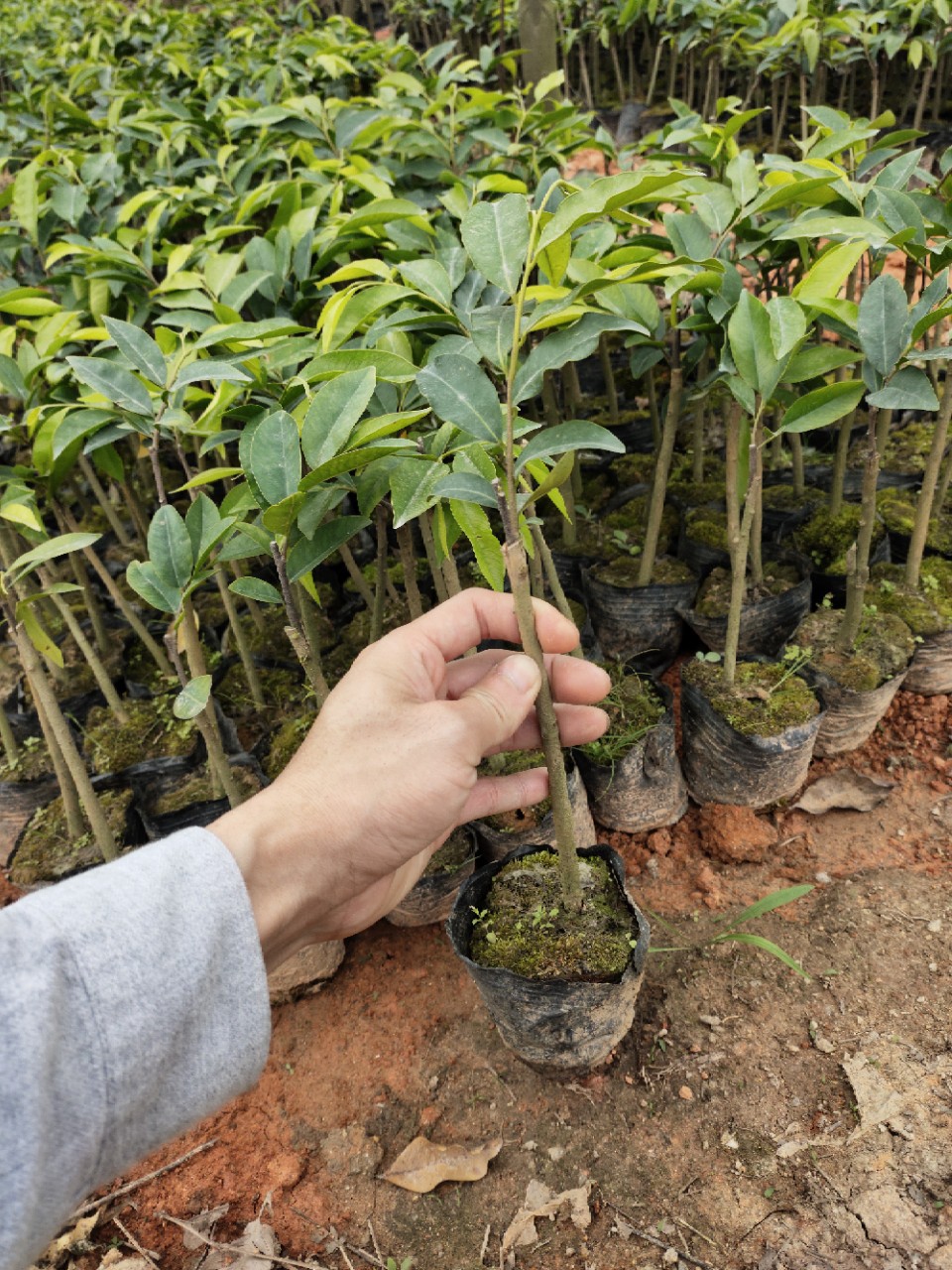 【奇楠苗】-奇楠苗厂家,品牌,图片,热帖-阿里巴巴