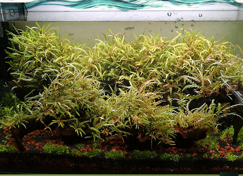 羽裂草 水蓑衣 雨蝶 鱼缸水族造景观赏水草 活体装饰批发草场直销