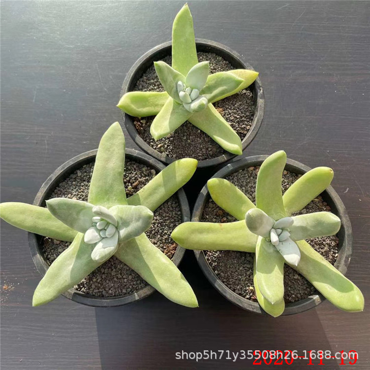 0181大棚批发精品进口多肉植物 野生拇指仙女杯叶展10cm左右限量