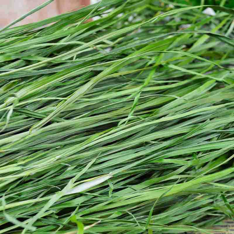 新烘干提摩西草1000克提草龙猫草豚鼠荷兰猪烘干提草干草牧草兔粮