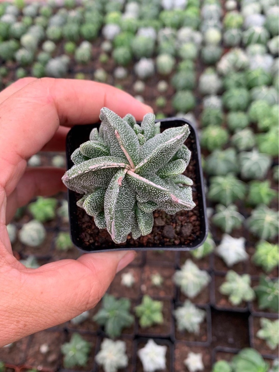 无刺盆栽多肉植物实生仙人球核桃鸾凤玉4-5cm仙人掌基地直批批发