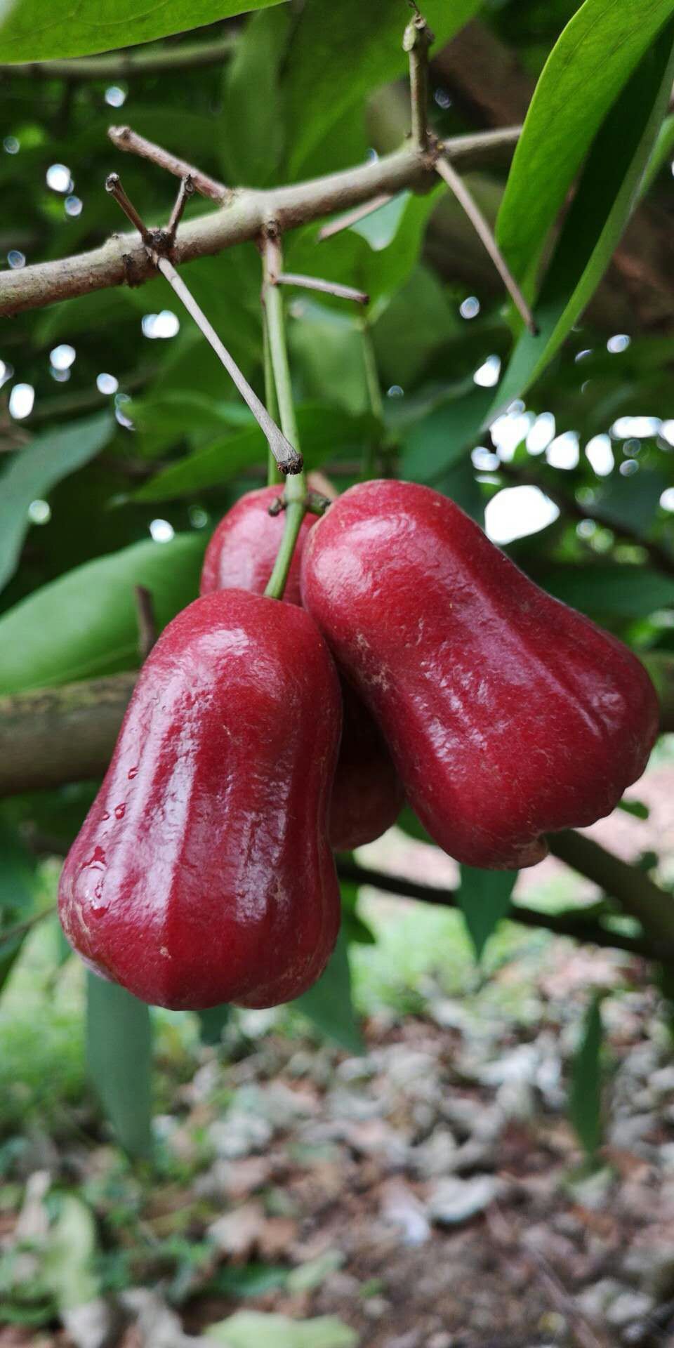 莲雾黑金刚莲雾5斤新鲜现摘当季雾莲果孕妇水果带箱热带特产海南6