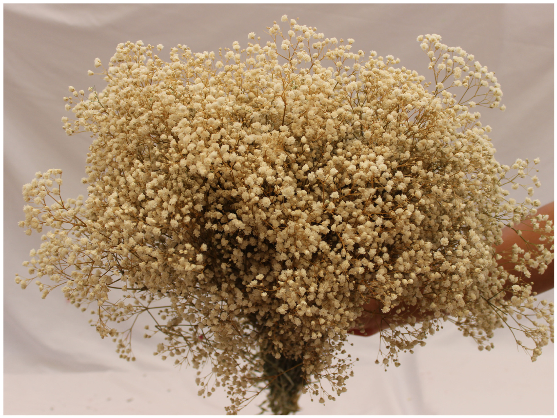 云南干花永生满天星多色家居装饰北欧风批发花材保鲜花花束装饰花